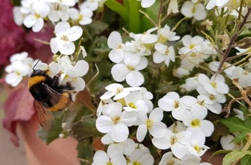 Arabis white flowers